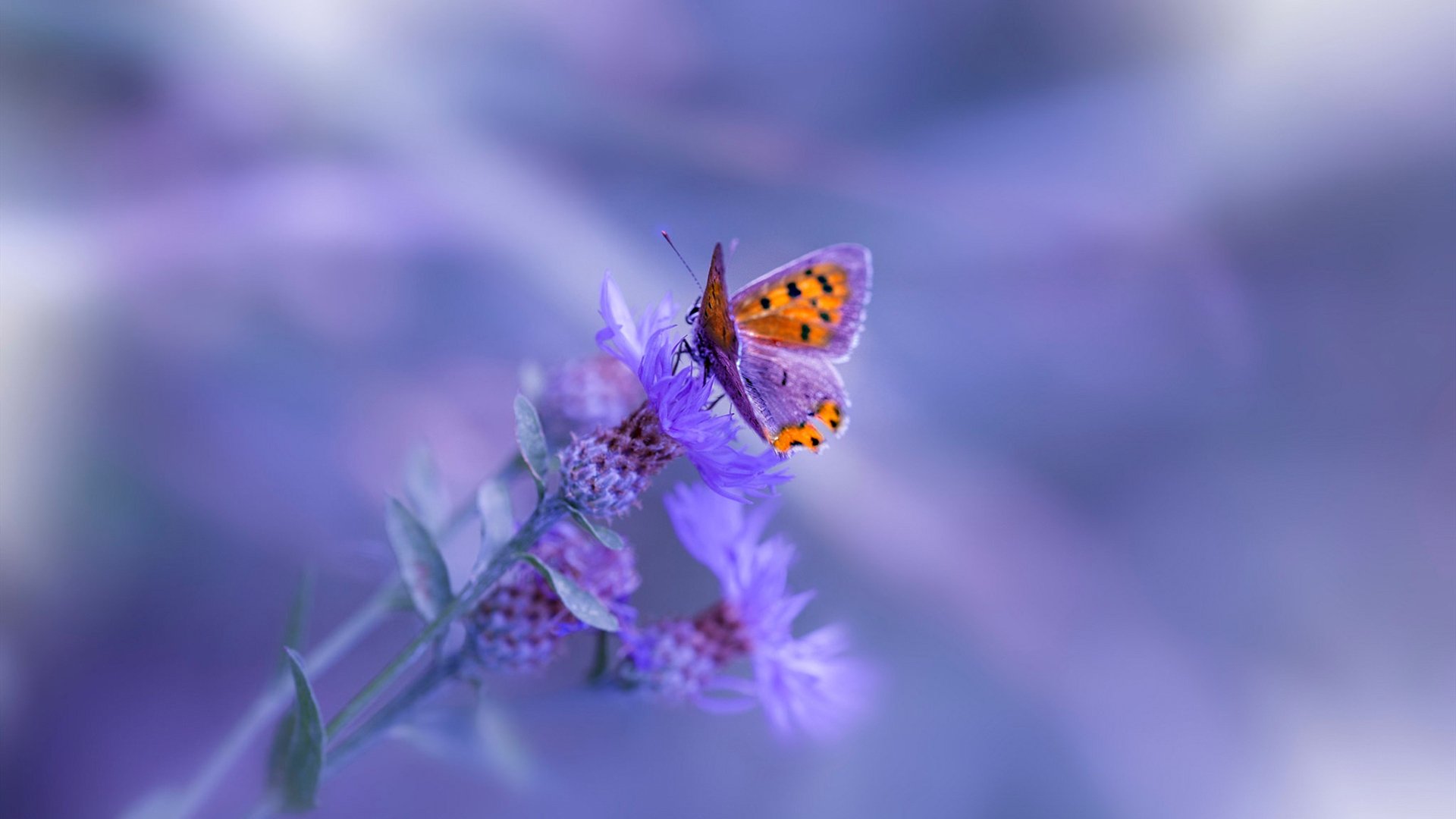 《Valorant地区赛,450战队荣耀亮相,赛场火爆》,valorant国服2021