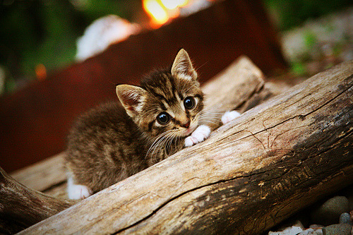 中国男足在巴黎奥运会上表现出色,赢得奖牌,中国男足北京奥运会成绩
