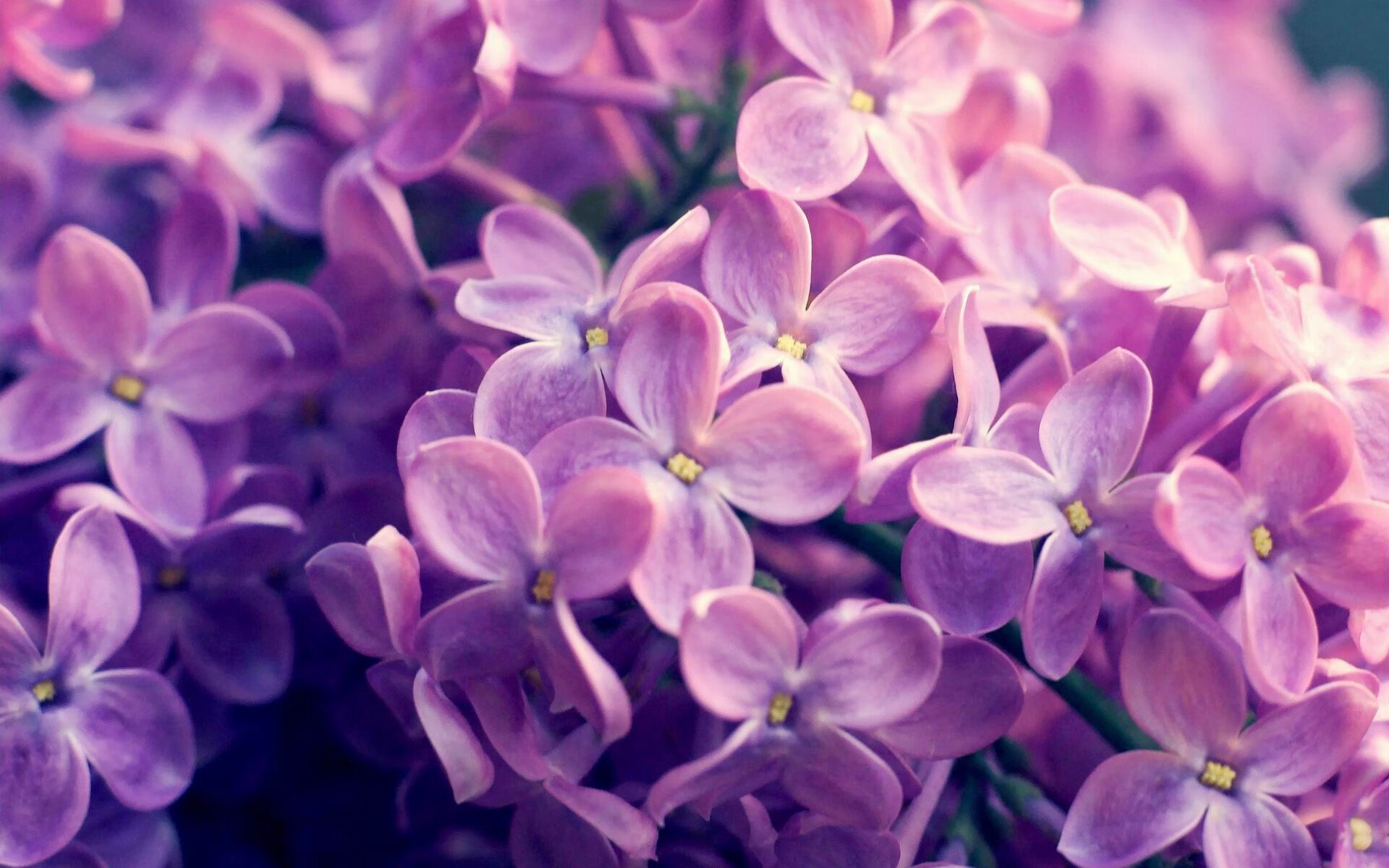 KAIYUNAPP-以球会友：全国各地足球嘉年华盛大开启，足球嘉年华活动报道