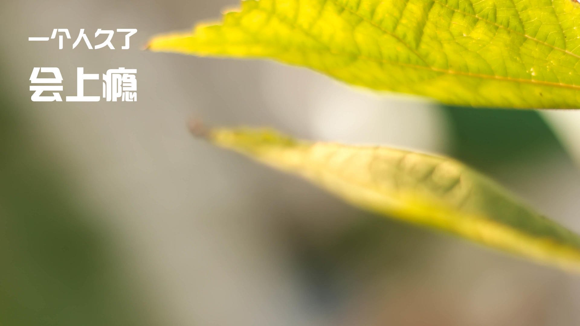 开云官网-巨型水上漂浮赛，水域中的欢乐狂欢，水上漂浮平台价格