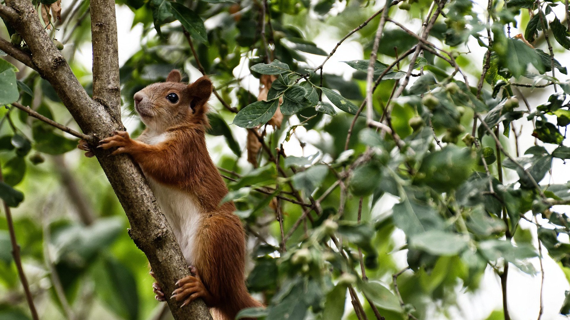 德甲赛事精彩纷呈，关键扑救有力扭转局面，德甲足球比赛