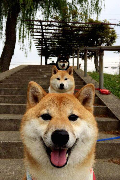 特色乡村自行车拉力赛，绿色出行新体验，拉力自行车价格