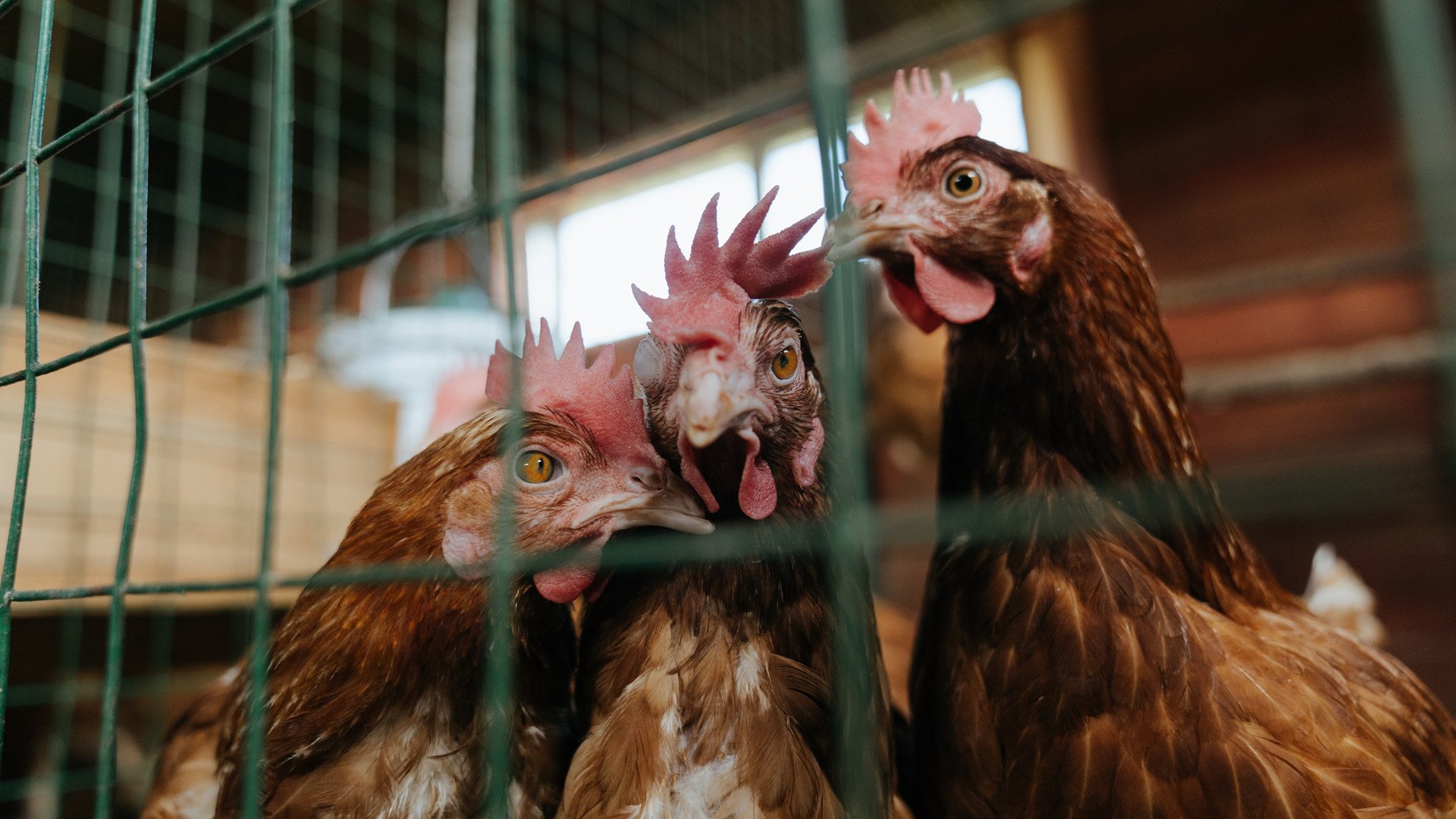 英超：阿森纳3-1胜升班马，托马斯和萨卡联手建功，2021英超阿森纳