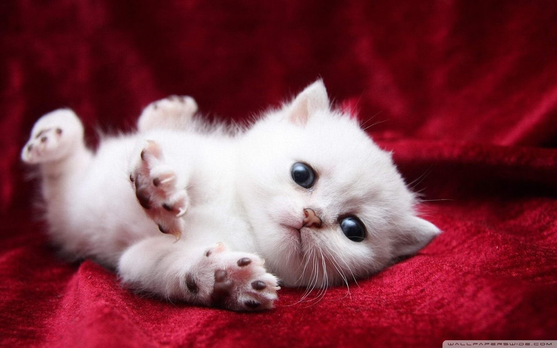 开云官网APP下载-CBA球队技术统计应用案例，cba技术统计表记录