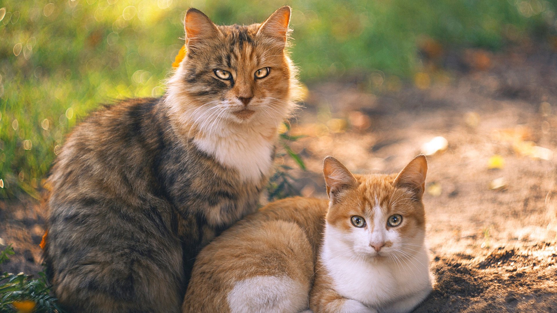奇才队巨星比尔突破篮板短板刷新纪录,奇才队比尔身高是多少