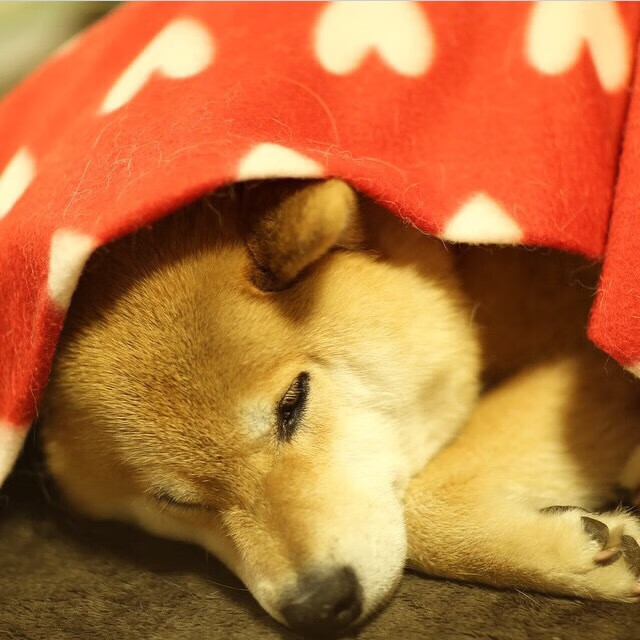 开云官方网站-尼日利亚国家队惊险获胜，晋级形势危机重重，尼日利亚队球星