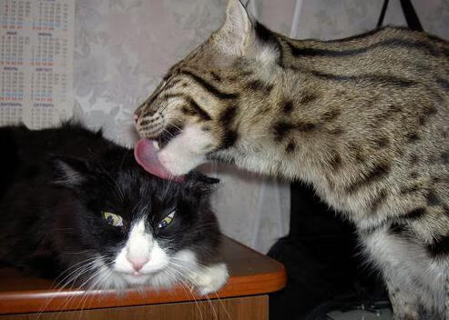 KAIYUNAPP-斯威客胜建业，中超冲顶状态火爆，斯威足球队队员简介