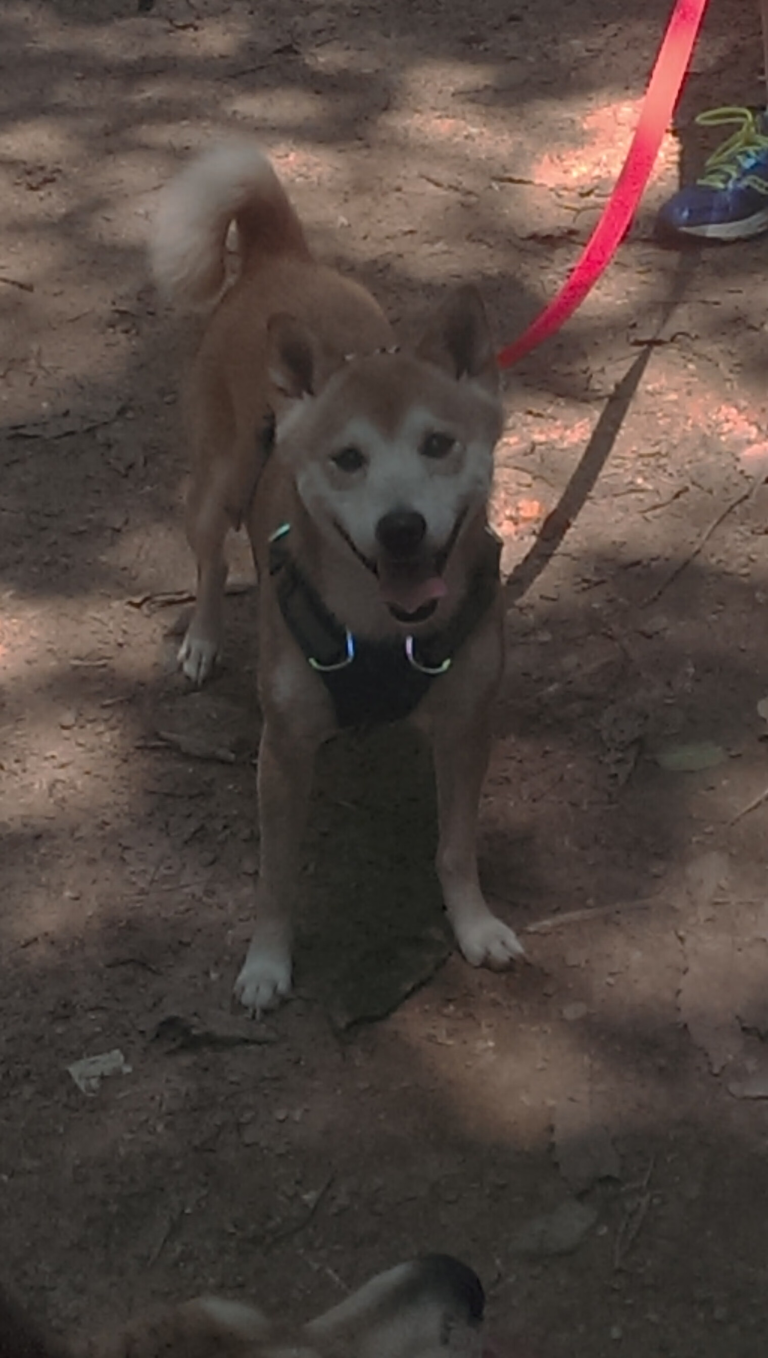 开云网站-莱比锡红牛主场失利，积分榜排名下滑，莱比锡红牛昨天比赛