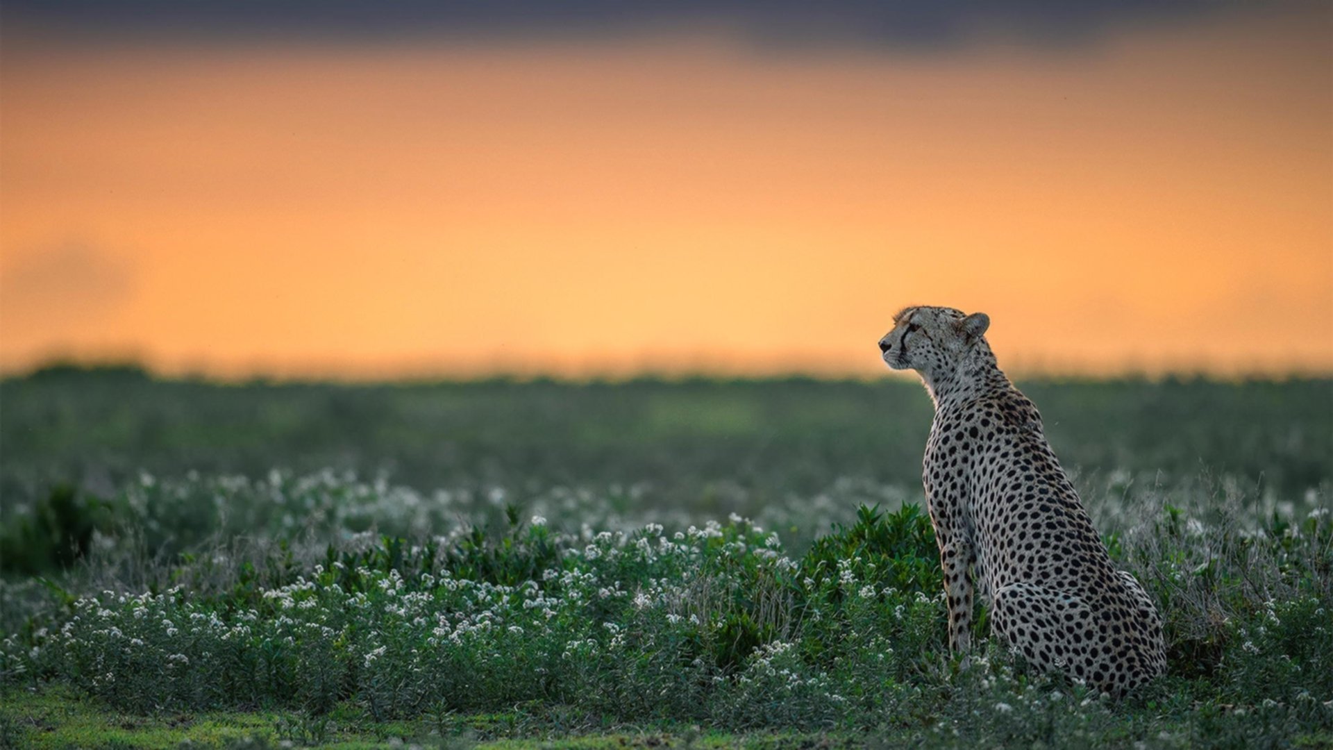 开云中国大陆-马塞洛解离加盟西布朗维奇解放潜力，马塞洛现在为何替补