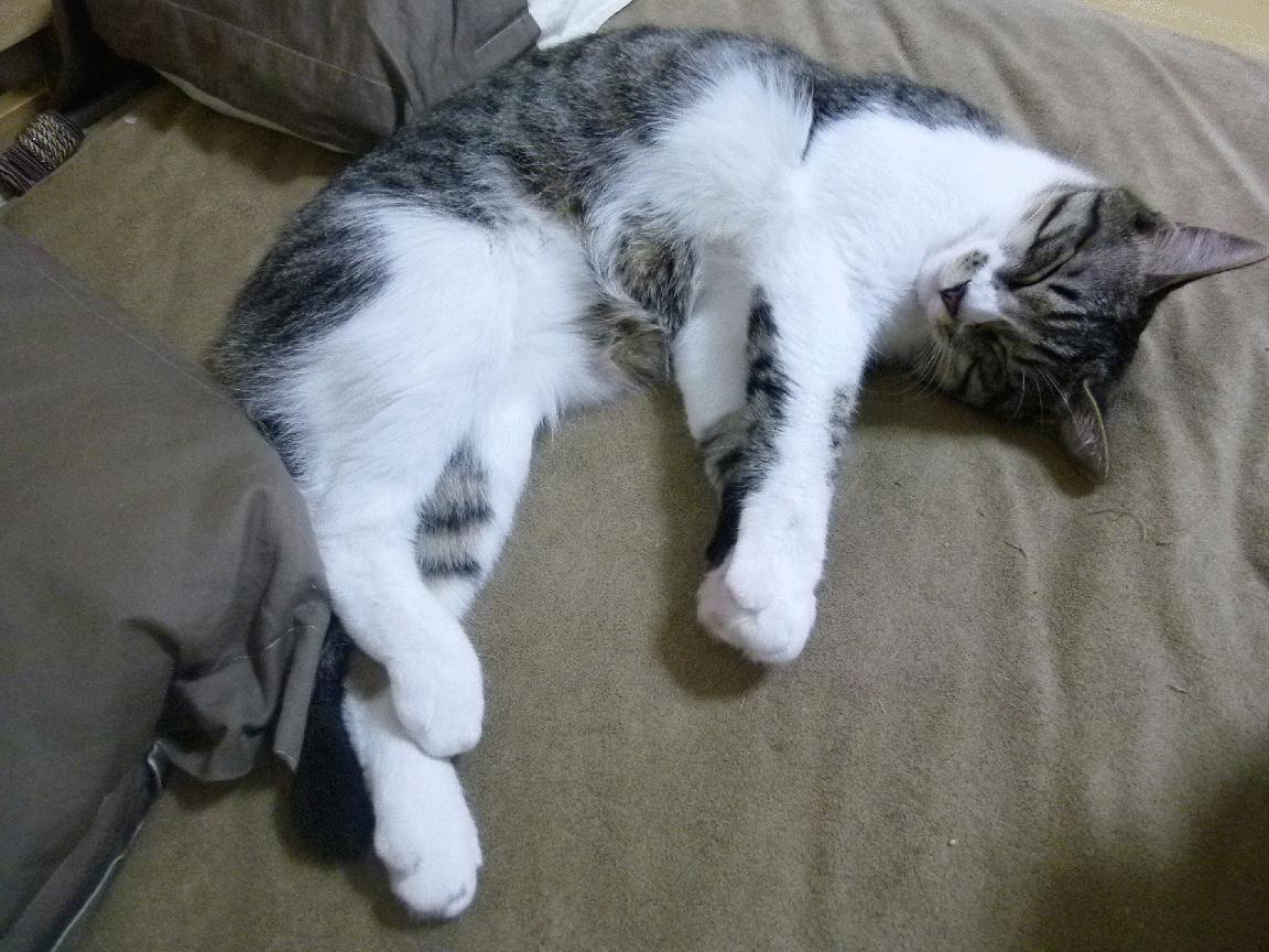 NBA赛季三双球员盘点,nba三双总数