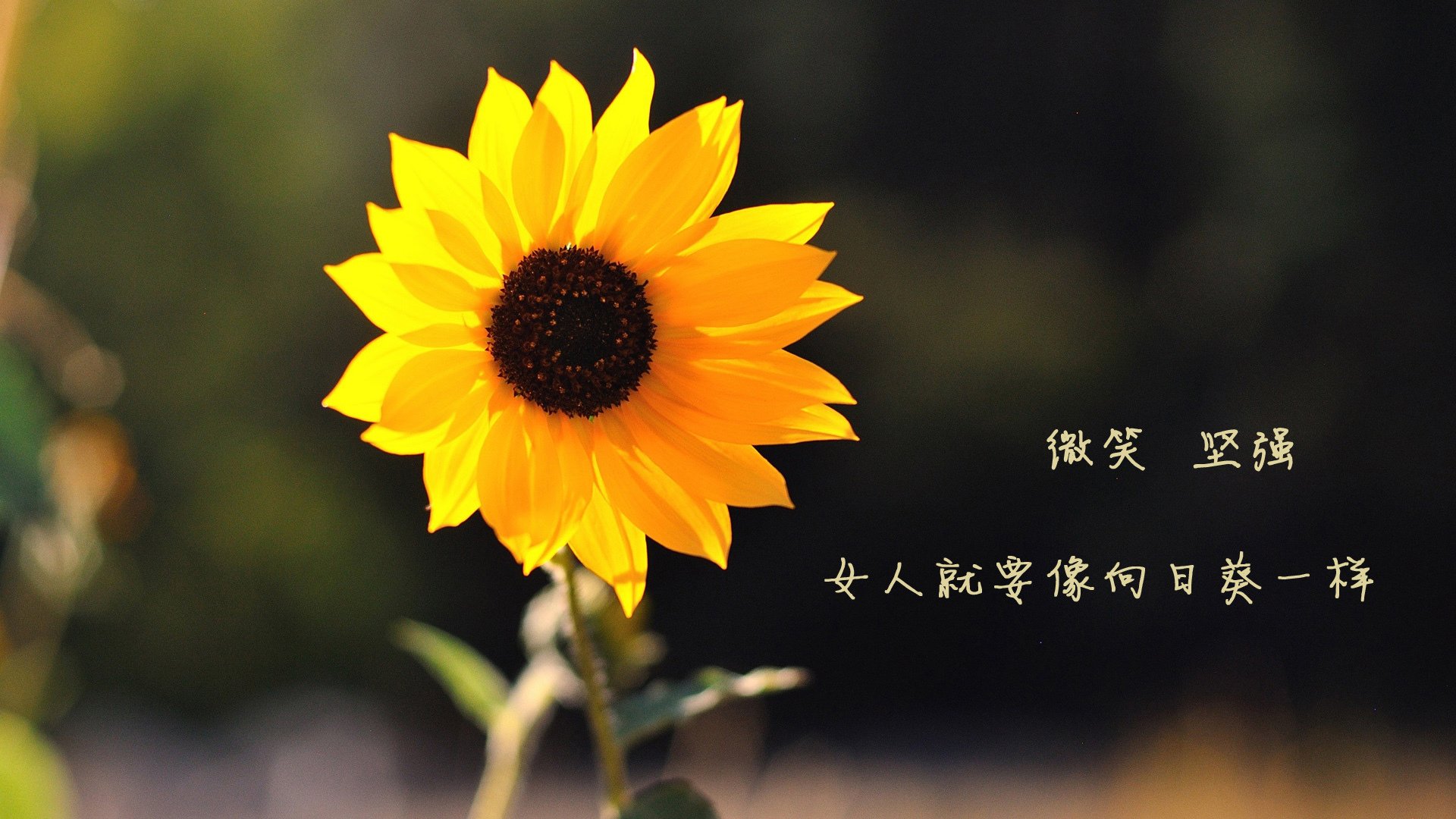 中国足球角球效果统计评估，足球角球数据统计网站