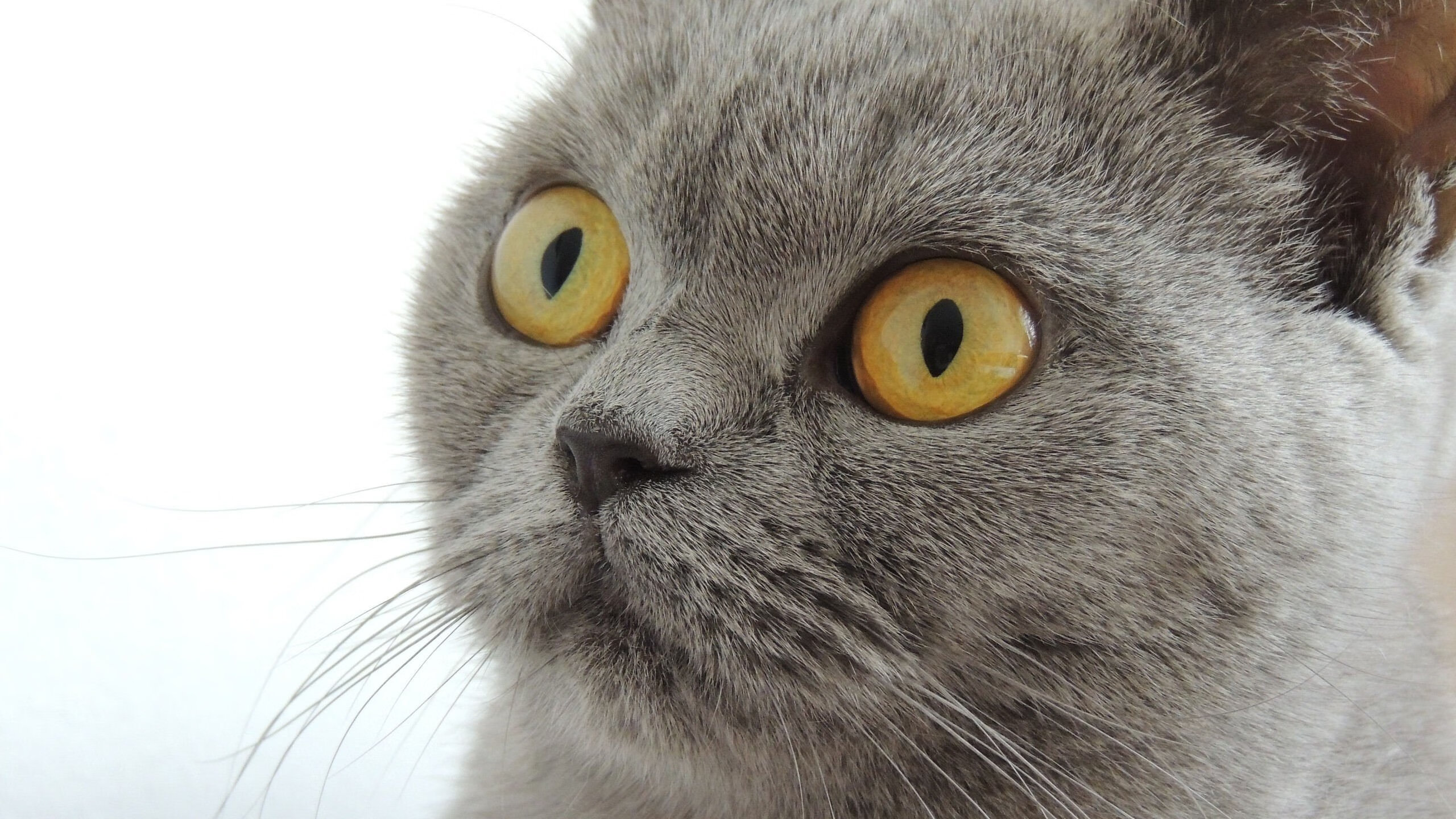 全国青少年击剑大奖赛激烈比拼,青少年击剑比赛规则