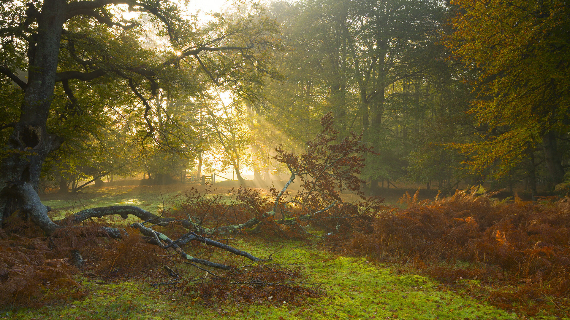 篮球运动员伤病恢复期训练计划制定，篮球运动员 伤病