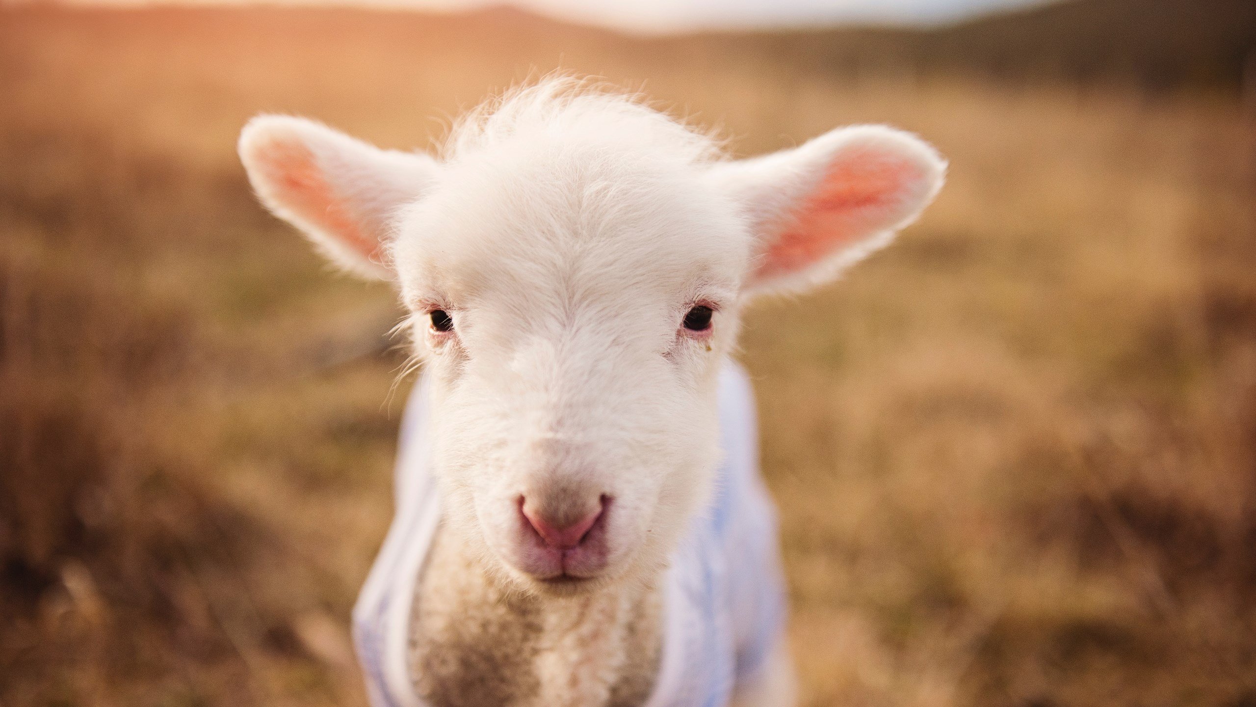 五大联赛主力中卫是否必须具备远射威胁能力,五大联赛中场球员