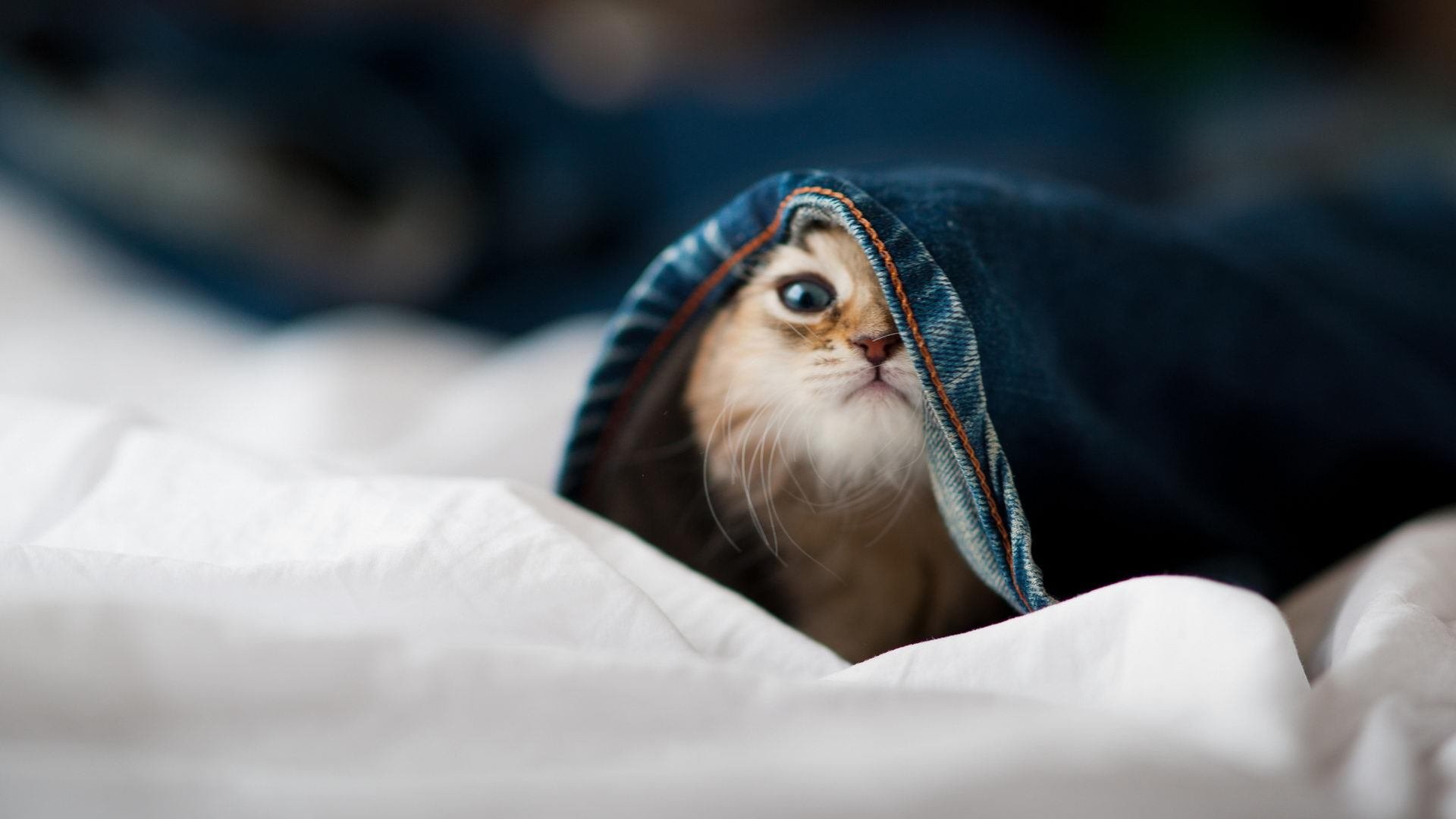 kaiyun开云·官方网站-国家冬季项目训练中心配套设施升级完工，国家冬训基地