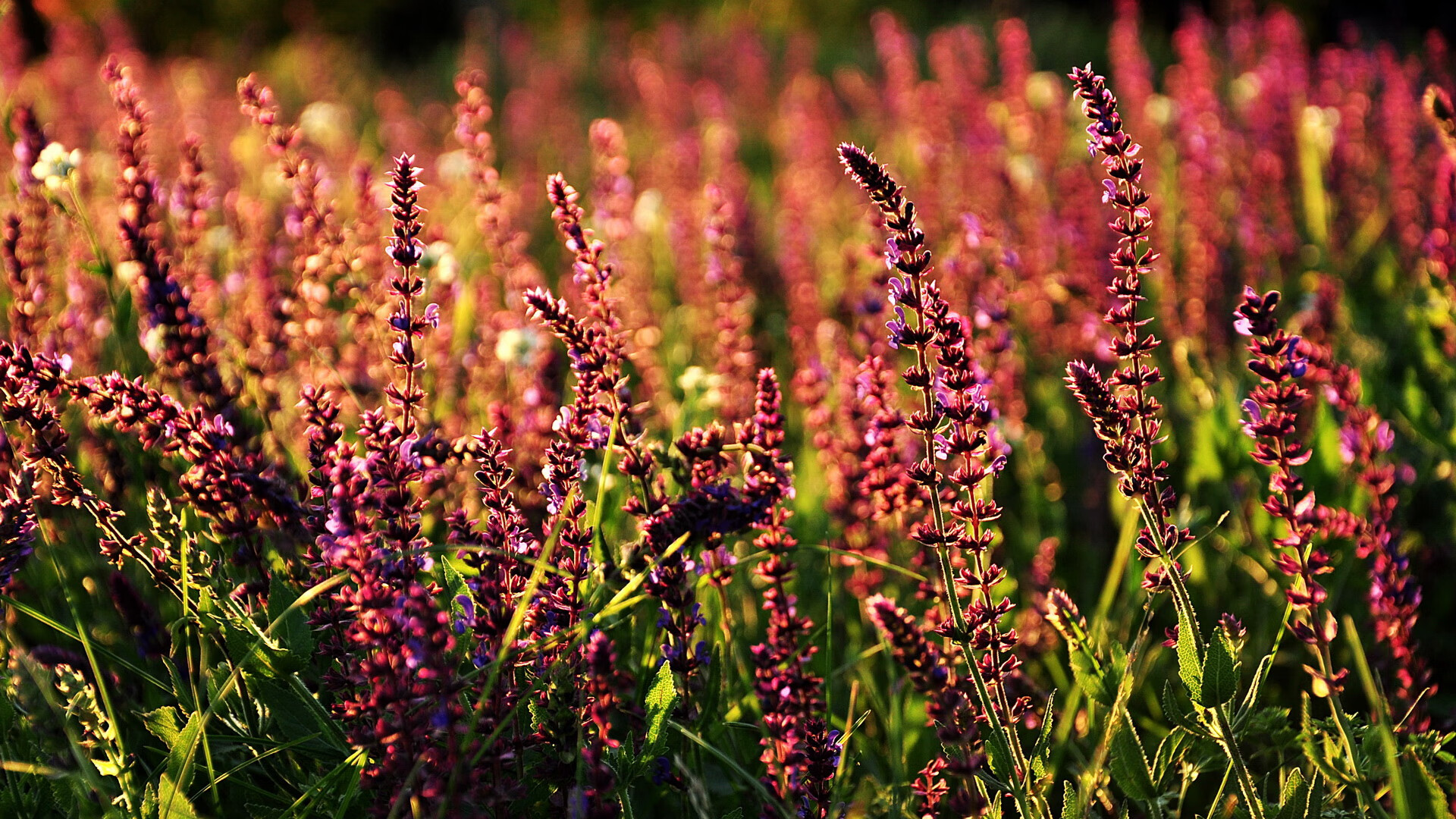 校园足球缺乏从兴趣转职业的转化模式,校园足球发展前景