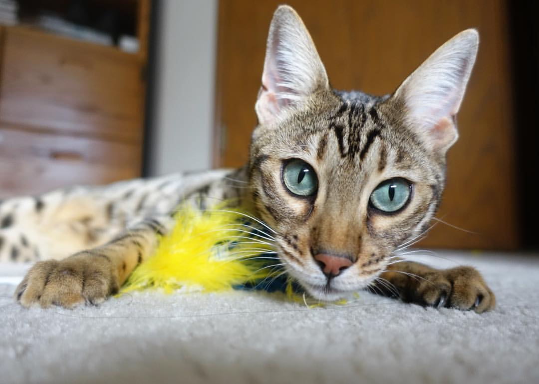 赛制变化推动乒乓球选手战术创新,乒乓球比赛机制