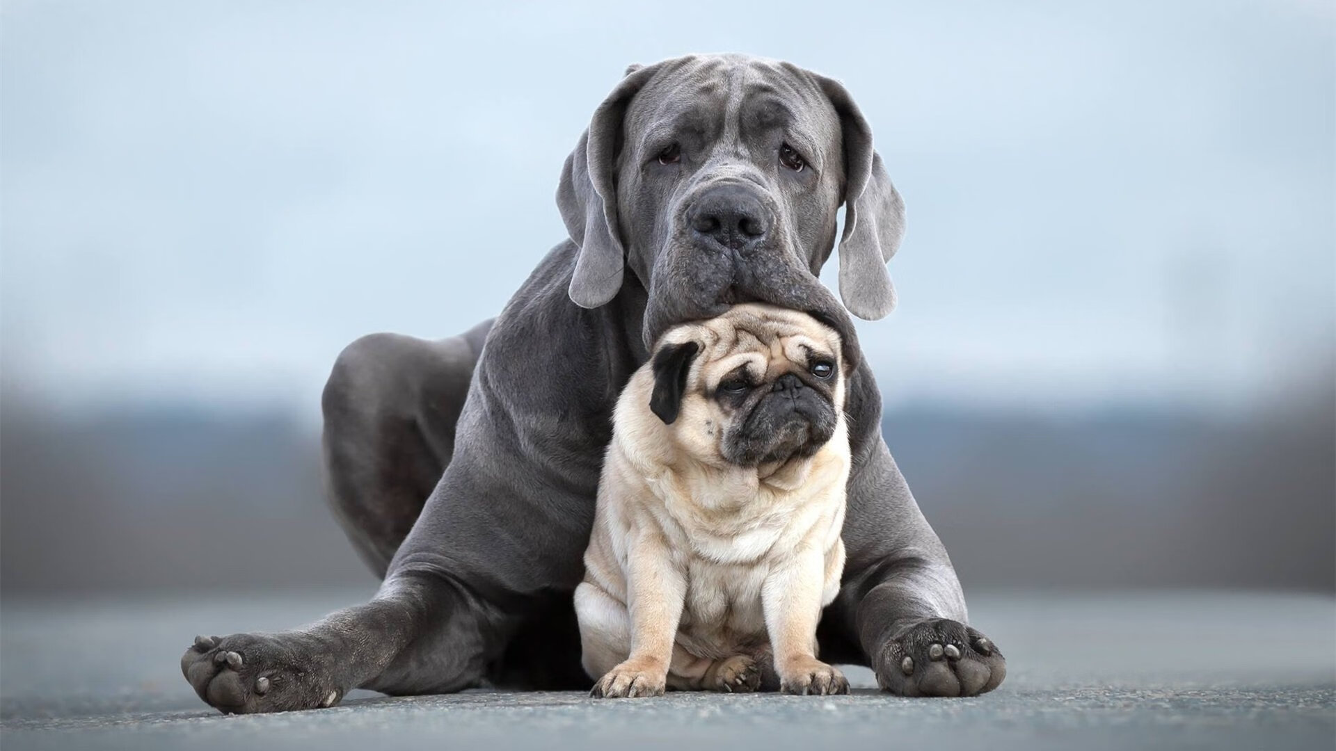 那不勒斯核心组织提升进攻效率,那不勒斯实力