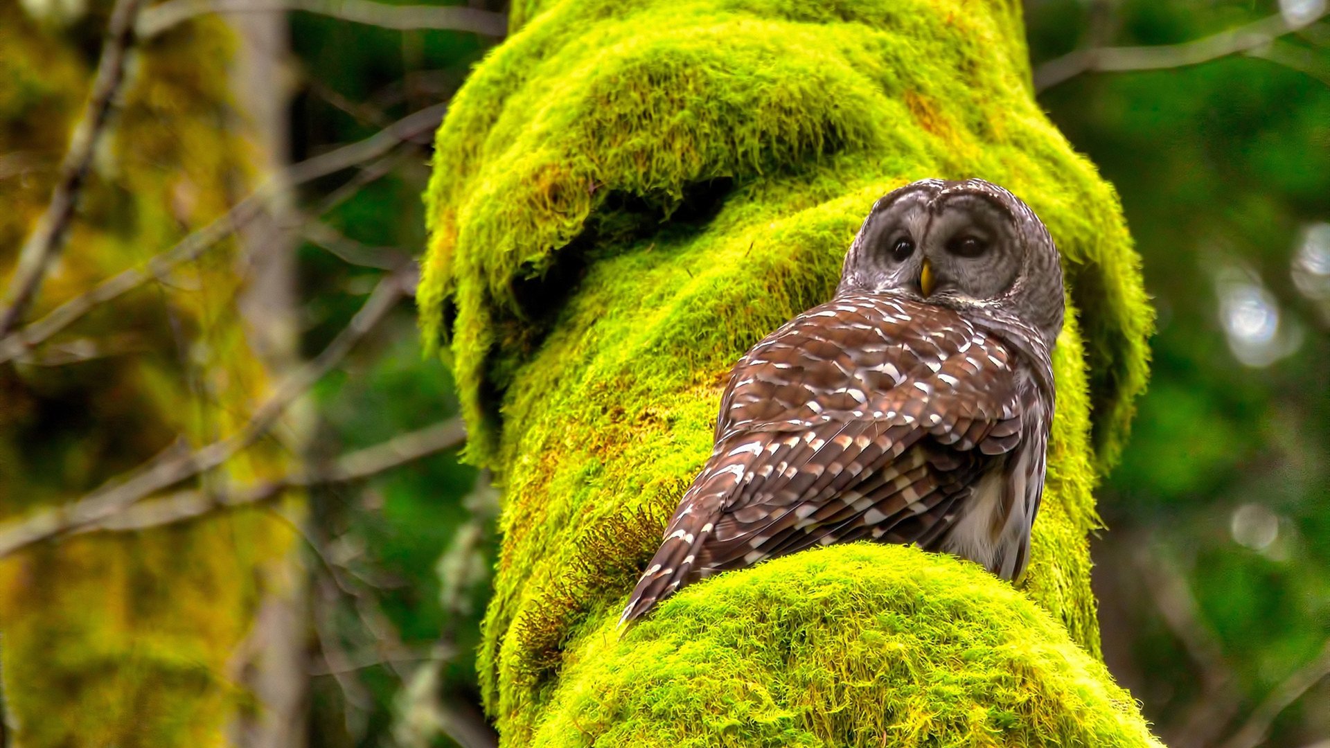 开云官方-丁俊晖分析技战术细节强调临场应变，丁俊晖强势爆发