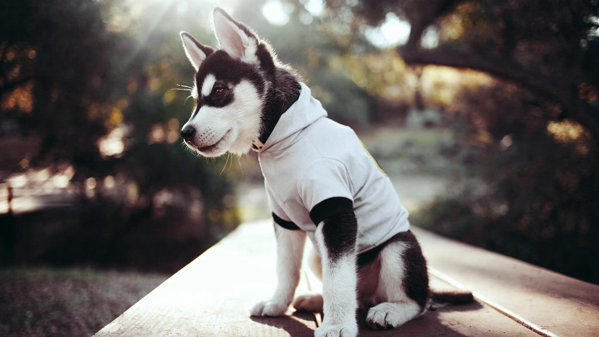 开云kaiyun-弗朗索瓦·斯图尔特：为南非队保驾护航，成为中场绝对核心，弗朗索瓦德尔萨特