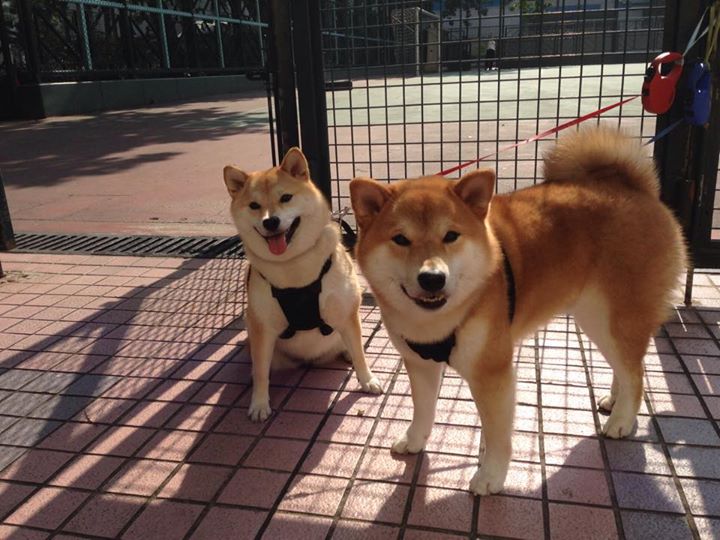 现场应援道具创新形式增强互动体验带动球迷情绪,应援道具有哪些