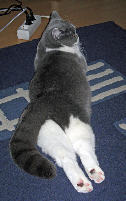 皮特·斯图斯的勇猛表现让南非羚羊队更加难以撼动,斯图皮特2021第一版