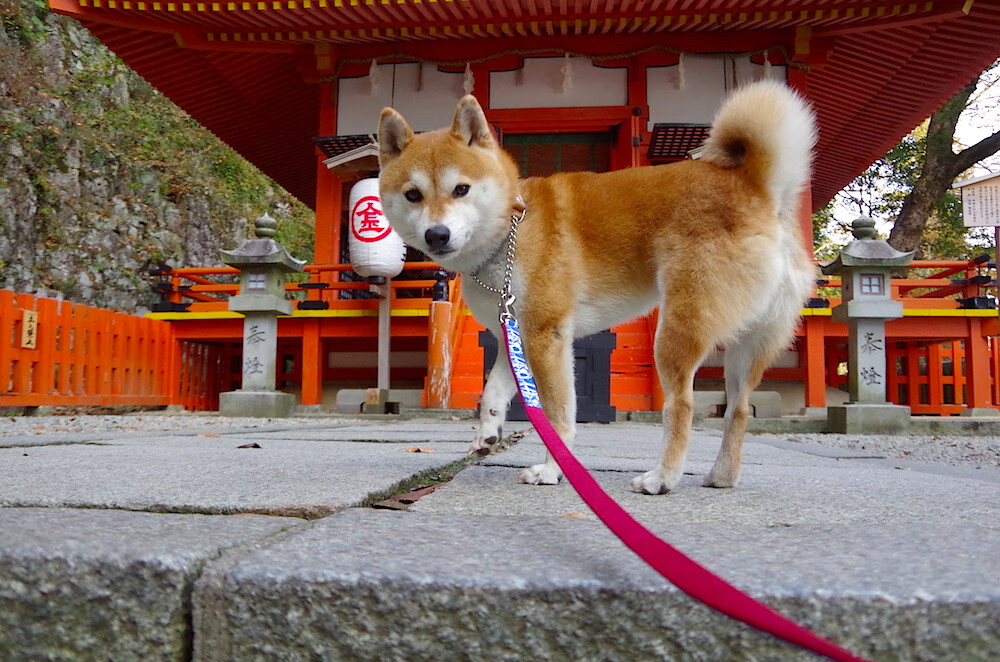 开云官网-美洲杯劲战不断：绝杀那一瞬间令人心跳加速，美洲杯决赛用球