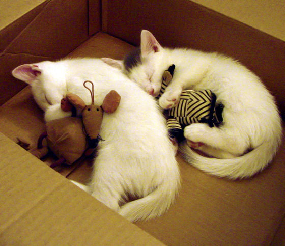 英超激烈角逐:每一场都扣人心弦!,英超激烈角逐_每一场都扣人心弦吗