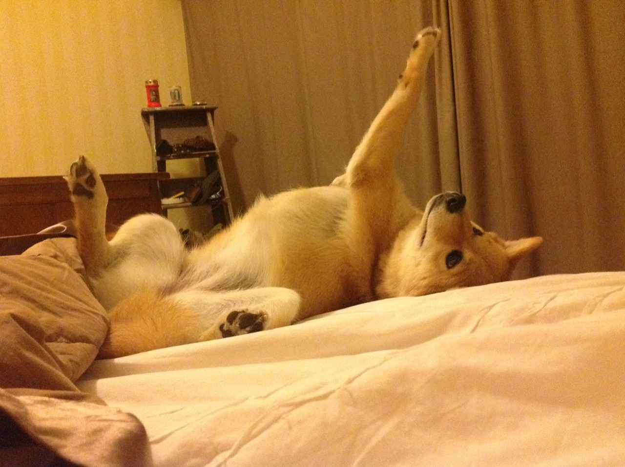 蛙泳比赛韩国表现坚韧有力,韩国蛙泳欣赏视频